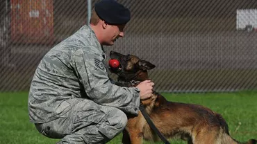 Un CÂINE EROU! Patrupedul s-a lăsat ÎMPUȘCAT ca să-şi salveze colegul polițist (FOTO)
