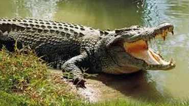 Scene șocante! Un preot a fost mâncat de crocodili în timp ce le arăta credincioșilor cum mergea Iisus pe apă