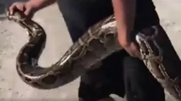 Bătălie dură: Cine câștigă războiul dintre un bărbat și o anaconda (VIDEO)