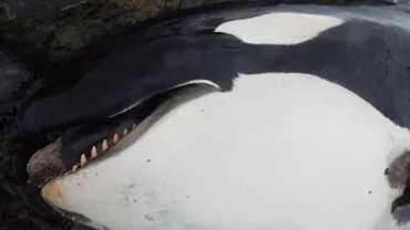 A murit Lulu, una dintre cele nouă balene care au mai rămas pe coasta Marii Britanii (FOTO)