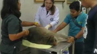 O maimuță a fost pusă la dietă, după ce a devenit obeză din cauza alimentelor de tip fast food (VIDEO)