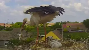 IMAGINI ȘOCANTE: BARZA din România vedetă pe Internet și-a OMORÂT puiul cel mic și slab în direct! (VIDEO)