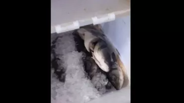 Sute de kilograme de pește stricat, într-o cherhana din Vama Veche: Ce amendă au primit proprietarii localului 