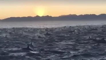 IREAL: Imagini fascinante cu înotul SINCRON a 2000 de delfini! (VIDEO)
