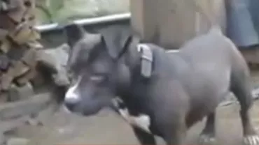 Scene dramatice în Bihor: O femeie a fost sfâșiată de un câine de luptă. Victima a ajuns cu răni grave la spital (VIDEO)