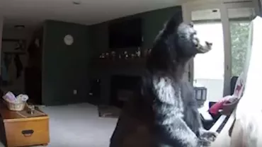 Un urs a intrat prin efracție în casa unei femei și a început să cânte la pian (VIDEO)