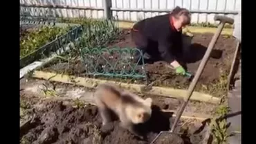 Cel mai harnic pui de urs. O ajută pe stăpâna lui să planteze cartofii în grădină (VIDEO)