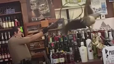 Haos total produs de un păun! Pasărea a făcut pagube de sute de dolari într-un magazin de băuturi alcoolice (VIDEO)