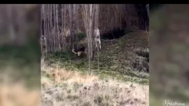 Cum s-a terminat lupta dintre un cangur și un câine (VIDEO)