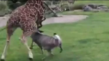 Bătaie cruntă la o grădină zoologică. O antilopă a atacat o girafă (VIDEO)