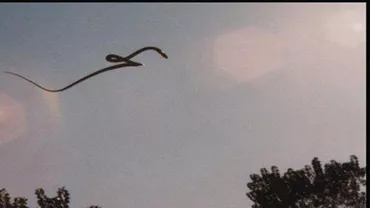 PANICĂ LA BÂRLAD! Un șarpe a căzut pe spatele unui medic care se afla în curtea interioară a spitalului