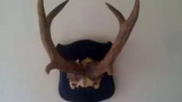 A vrut să scoată din țară peste 600 de COARNE DE CERB! De unde avea bărbatul toate aceste trofee și încotro mergea (VIDEO, FOTO)