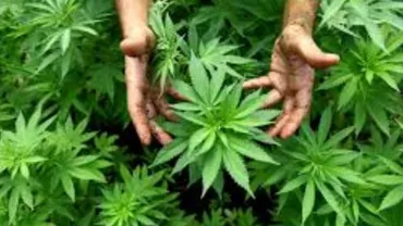 O țară din UE a legalizat utilizarea medicală a canabisului