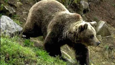 Cioban, ATACAT DE UN URS în Harghita!