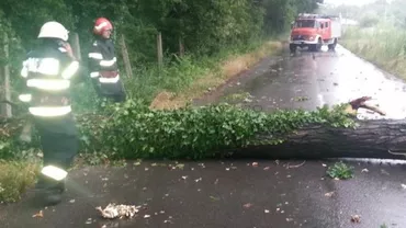 Peste 100 de case au rămas fără acoperișuri și zeci de copaci au căzut în urma unei furtuni în Timiș