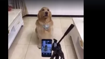 Primul CĂȚEL FOTOMODEL din istorie: Incredibil ce face!! (VIDEO)