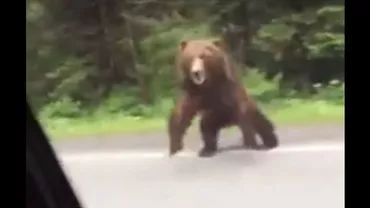 Imagini TERIFIANTE: O familie, la un pas să fie ATACATĂ de urs (VIDEO)