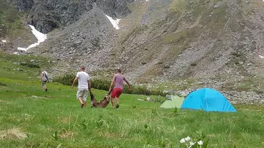 România, paradis al vânătorii de capre negre. Uciderea unui exemplar poate ajunge până la 10.000 de euro
