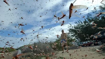 Imagini de groază în Rusia: Roiuri de lăcuste au invadat câmpurile. Situația este DISPERATĂ (VIDEO)