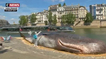 Ce n-a văzut Parisul: O BALENĂ a EȘUAT pe malurile Senei! (VIDEO)
