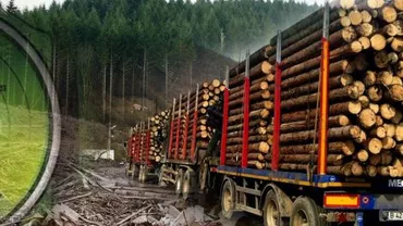 Spiritul civic COSTĂ! Un tânăr din Olt a raportat un transport ILEGAL de lemne. Ce i-a răspuns poliția...