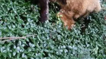 CRUZIME extremă! Câini spânzurați într-o pădure din Vâlcea (FOTO, VIDEO)