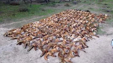 Un celebru fotbalist a comis "un masacru", după ce a ucis 100 de vulpi la o partidă de vânătoare (FOTO)