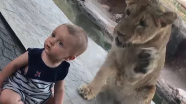 Cum a reacționat un copilaș atunci când în spatele lui a apărut un leu fioros (VIDEO)