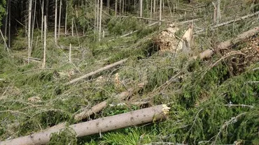 Suceava: 53.000 de metri cubi de arbori au fost doborâți din cauza furtunii