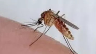 ALERTĂ în Teleorman! Virusul WEST NILE a băgat doi oameni în spital (VIDEO)