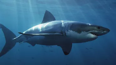 Povestea INCREDIBILĂ a unei femei care a reușit să supraviețuiască atacului unui RECHIN uriaș (VIDEO)