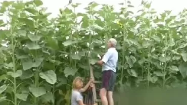 Floarea-soarelui de peste 4 metri înălțime, în grădina unui bărbat din Buzău (VIDEO, FOTO)