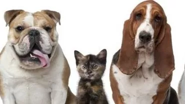 Mișcarea anti-vaccin se extinde în rândul posesorilor de animale: Refuză să își salveze animalele de companie!