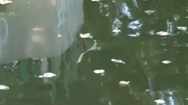 Peisaj dezolant în parcul Herăstrău: Scoici moarte pe lac, din cauza caniculei. Mirosul este greu de suportat (VIDEO)