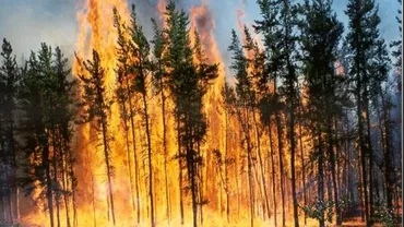 Incendiu în Mehedinți: Pădure cuprinsă de flăcări