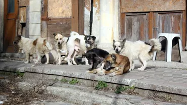 Comunitatea Evreilor din Brăila protestează împotriva unui liberal care a comparat eutanasierea câinilor cu Holocaustul