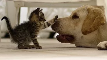 Un profesor american a ajuns la concluzia că oamenii ar trebui să renunțe la câini și pisici ca animale de companie pentru reducerea încălzirii globale