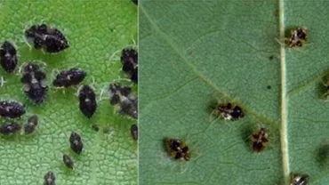 Bucureștiul, invadat de o specie nouă de insecte