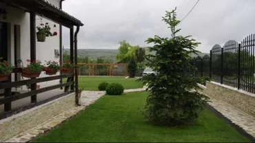 De ce nu e bine să plantezi un brad lângă casă. Secretul din spatele acestei superstiţii
