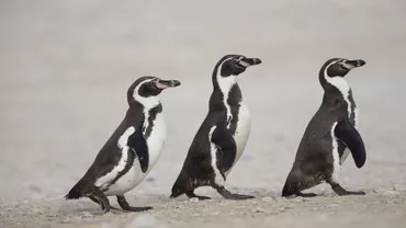 PINGUINU' mai tare ca FIERU'! Guvernul chilian a respins un proiect minier de 1 miliard de dolari pentru a proteja coloniile de pinguini