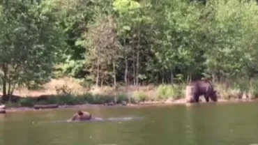 Clipe de groază în Harghita: O familie, la un pas să fie rănită de o ursoaică al cărei pui se scălda în lacul Sfânta Ana (VIDEO)