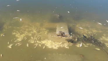 Dezastru ecologic în Capitală! Mii de pești morți, pe Lacul Morii (FOTO)