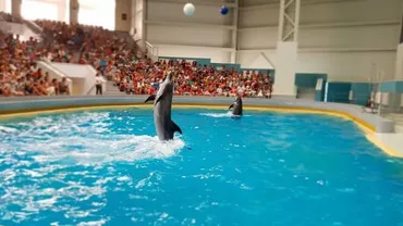 Scandal la delfinariu: Trei tineri au sărit în bazin. Ce i-a făcut să recurgă la acest gest (VIDEO)