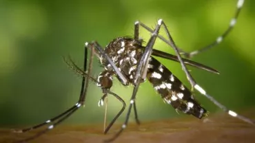 ALARMĂ! Ţânţarul tigru asiatic semnalat în Constanţa: Specia e purtătoarea a peste 20 de specii de virusuri printre care meningita West Nile (FOTO)
