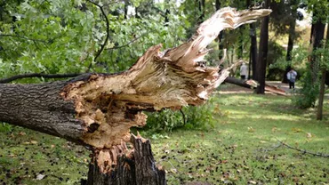 Tragedie în pădure! 3 copii orfani, după ce tatăl lor a murit strivit de un copac