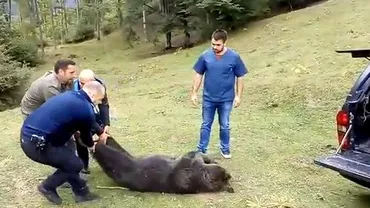 Prahova: O ursoaică, prinsă într-un gard, a fost salvată de autorități și transportată în pădure (VIDEO)