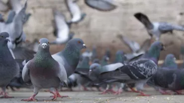 Prădători pe cerul parizian pentru alungarea porumbeilor