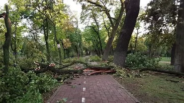 EXEMPLU de urmat! Copacii doborâți de furtună din Timișoara, împărtiți oamenilor sărmani