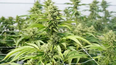 Românii care au speriat Vestul: Doi șoferi au fost prinși în Canalul Mânecii cu 2 tone de cannabis