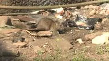 Cel puțin 21 de persoane, ucise de ciumă în Madagascar. Peste 100 au fost afectate (VIDEO)